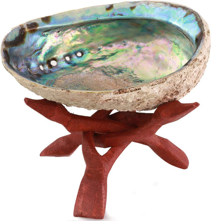 Natural Abalone Shell with Stand, 6-6.5 Inches - Ideal for Smudging, Home Cleansing, Meditation, Shell Crafts, and Incense Holding - 100% Natural and Sustainably Sourced by Ocean Shell Studios NZ