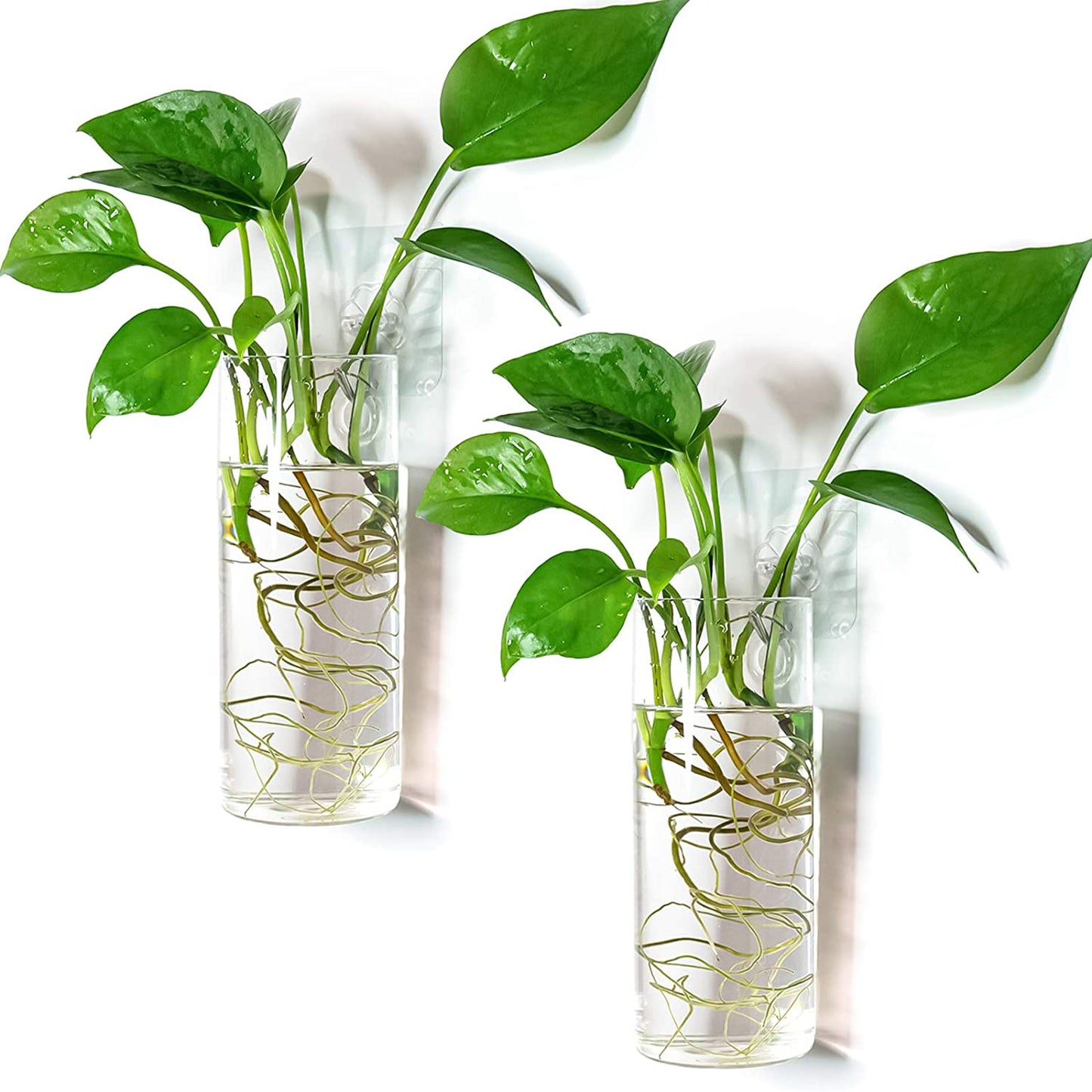 Glass Tube Wall Planter Propagation Station - Set of 2 Hydroponic Terrarium Cylinders for Home, Kitchen, and Office Decor, Ideal Gift for Plant Enthusiasts (Short Cylinder)