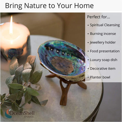Natural Abalone Shell with Stand, 6-6.5 Inches - Ideal for Smudging, Home Cleansing, Meditation, Shell Crafts, and Incense Holding - 100% Natural and Sustainably Sourced by Ocean Shell Studios NZ