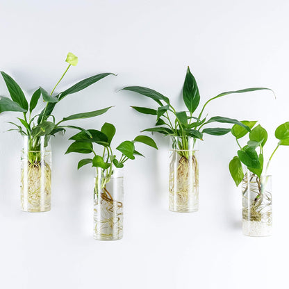 Glass Tube Wall Planter Propagation Station - Set of 2 Hydroponic Terrarium Cylinders for Home, Kitchen, and Office Decor, Ideal Gift for Plant Enthusiasts (Short Cylinder)